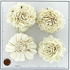 BOTSOLA DAHLIA